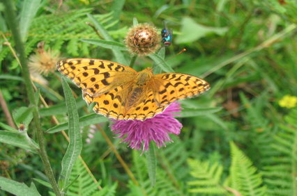 High Brown Fritillary butterfly on a purple flower