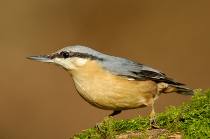 nuthatch_simon_hawtin