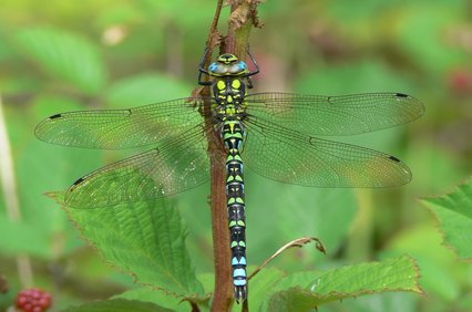 southern_hawker