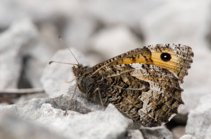 News Post: Wanted: Volunteer Butterfly Recorders