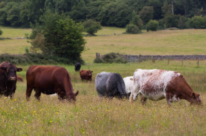 cattle grazing