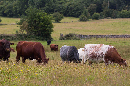 cattle grazing