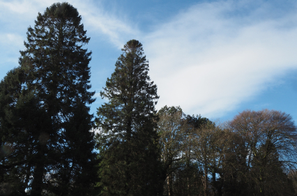 Arnside Cemetery trees
