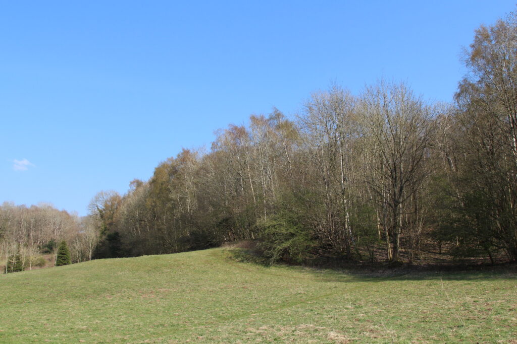 Dobshall Wood Meadow