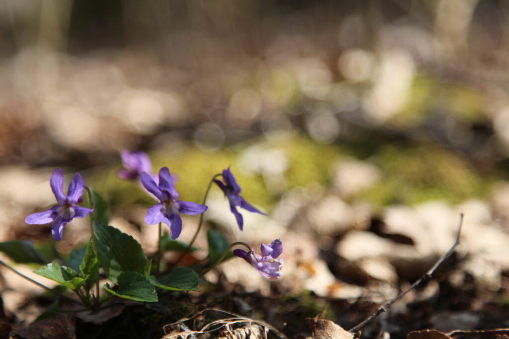 Violets at Dobshall Wood