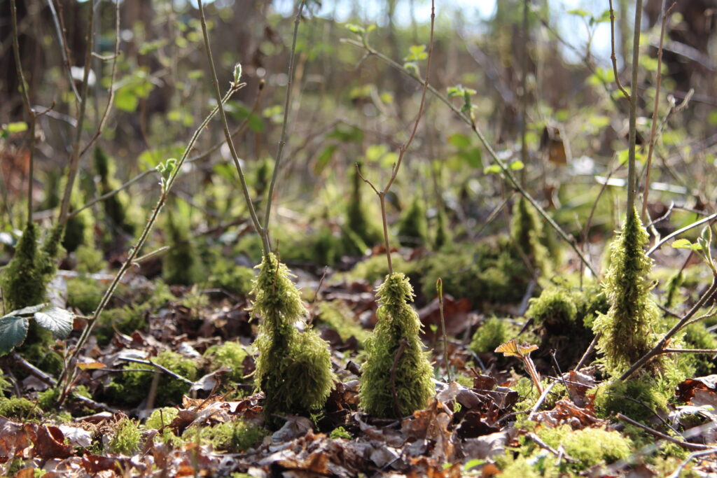 Mossy Shoots at Dobshall Wood