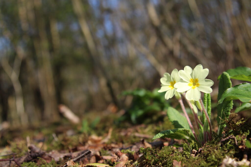 Primrose at Dobshall Wood