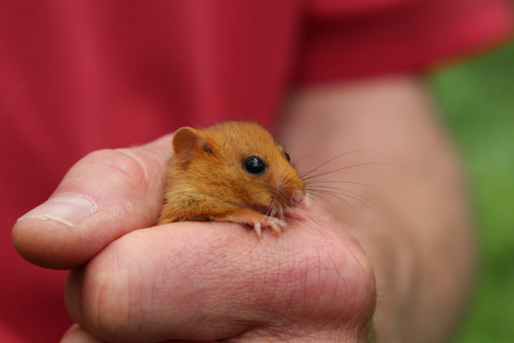 Hazel Dormouse