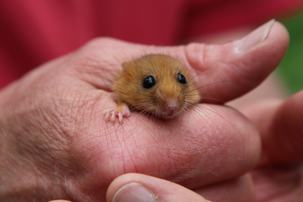 Hazel Dormouse