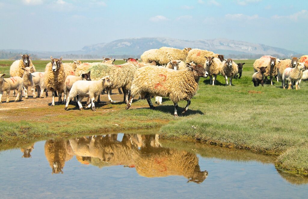 Sheep Arnside Tower Ella Riden