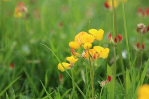 Birds Foot Trefoil