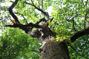 Tree at Eaves Wood