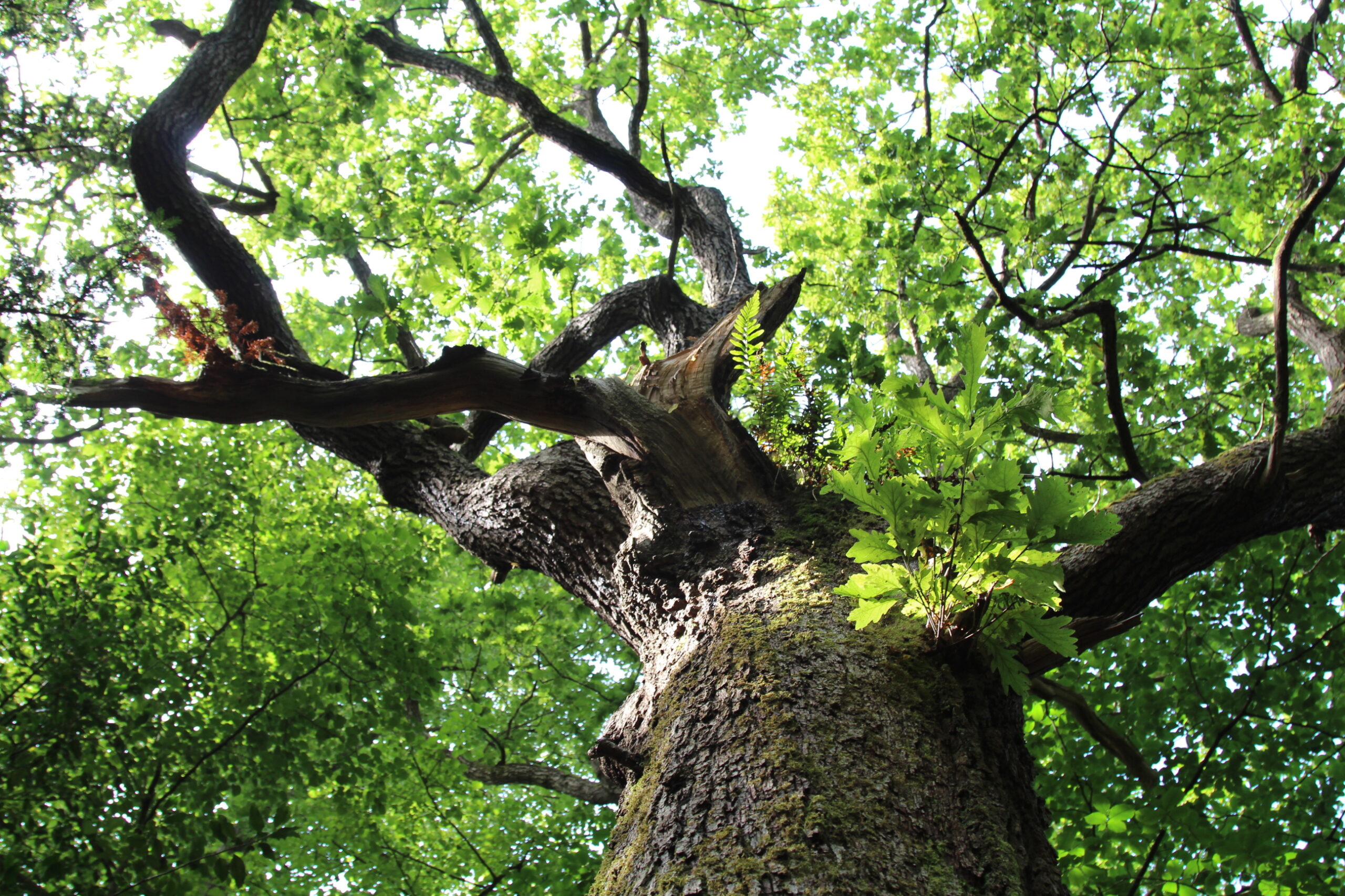 Tree at Eaves Wood