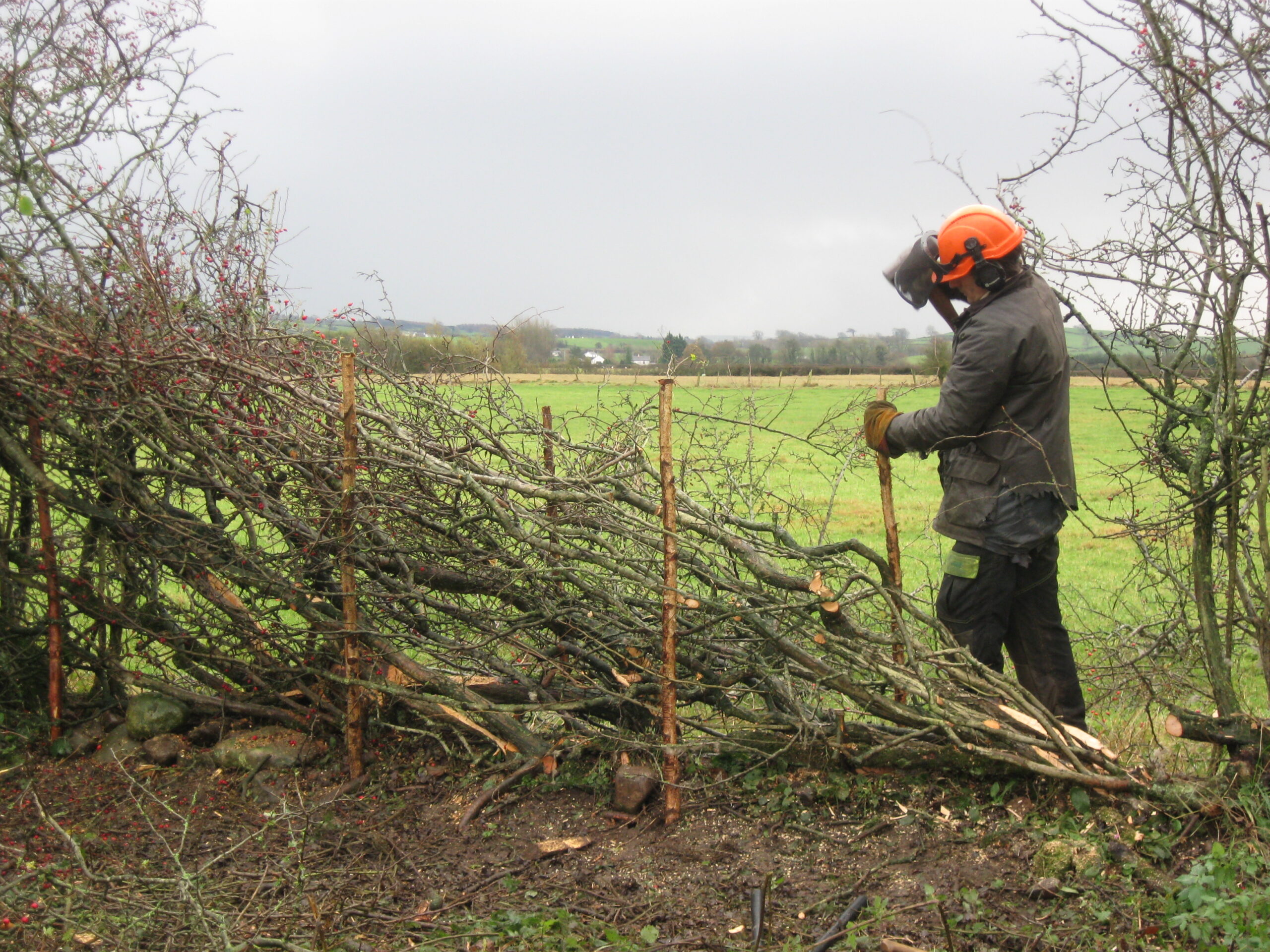 Hedgelaying