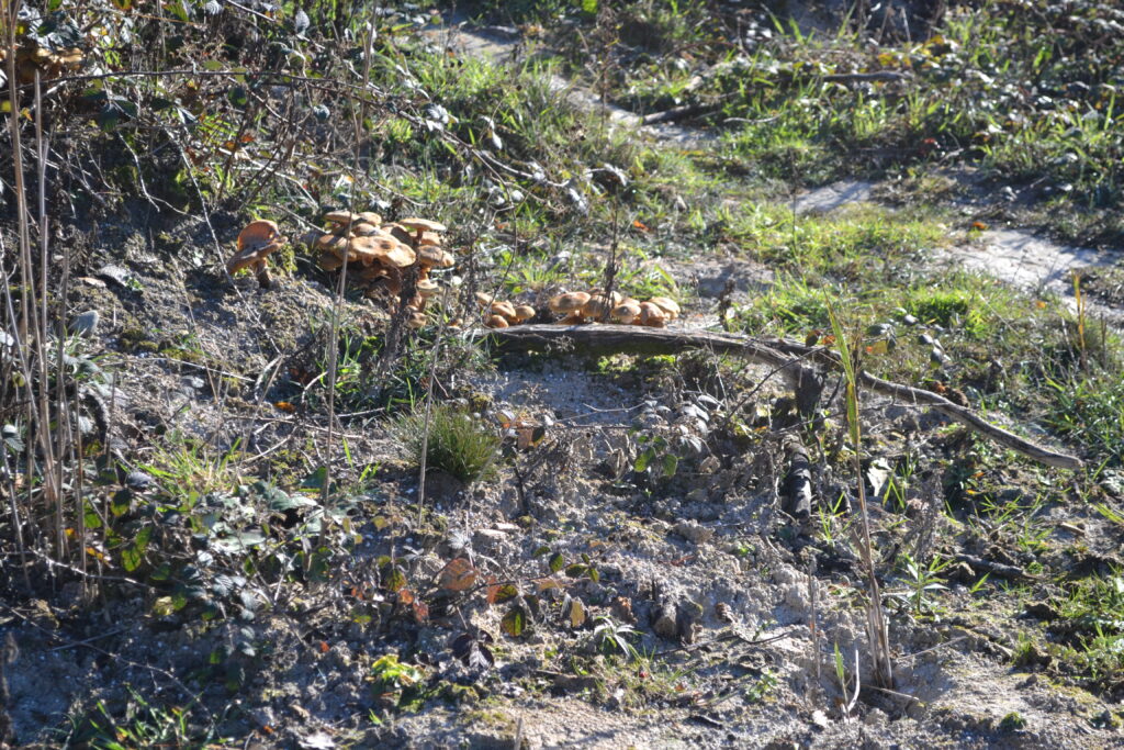 Fungi on Marl (Janet Hargreaves)