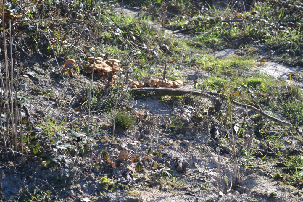 Fungi on Marl (Janet Hargreaves)