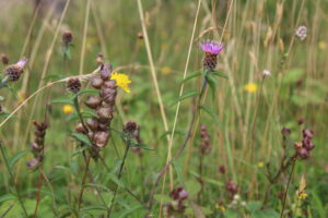 Wildflowers