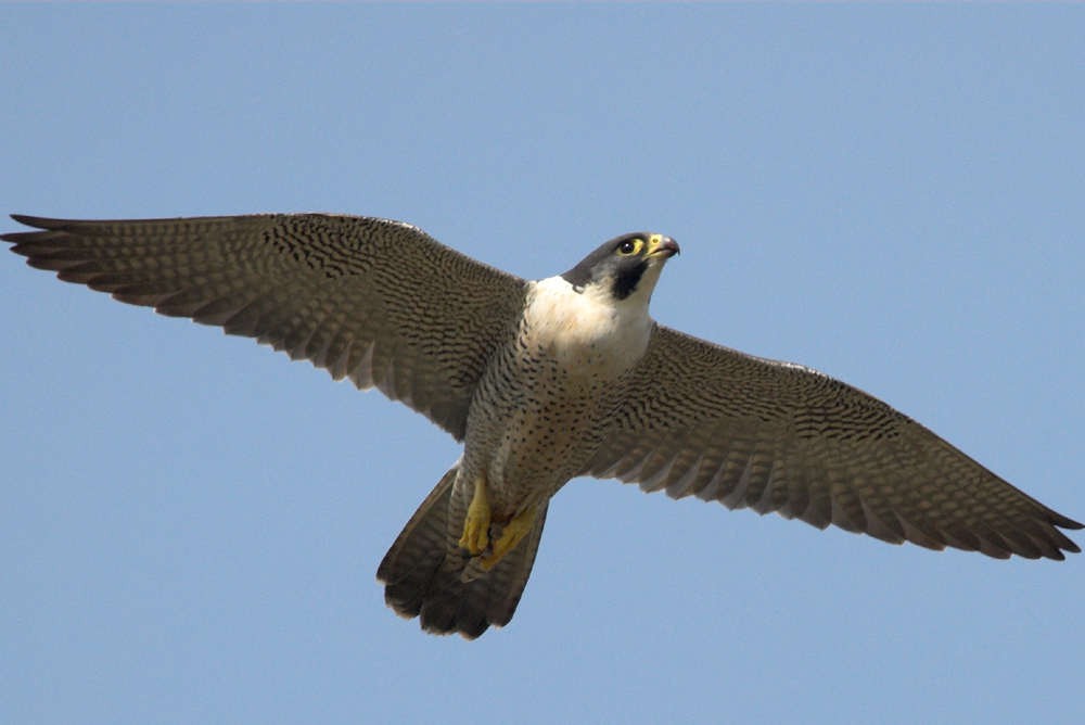 Peregrine Falcon image: David Moreton