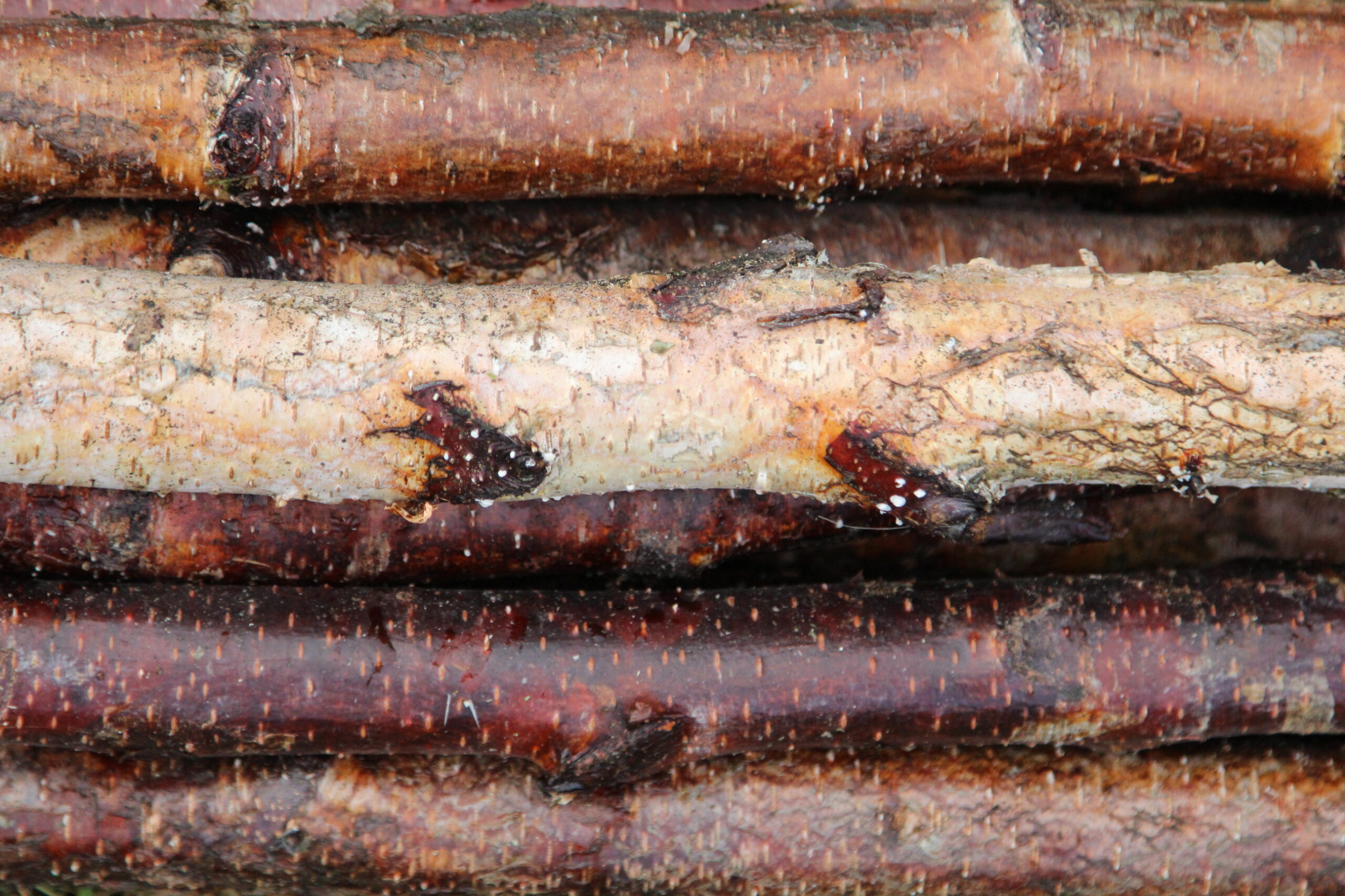Wood