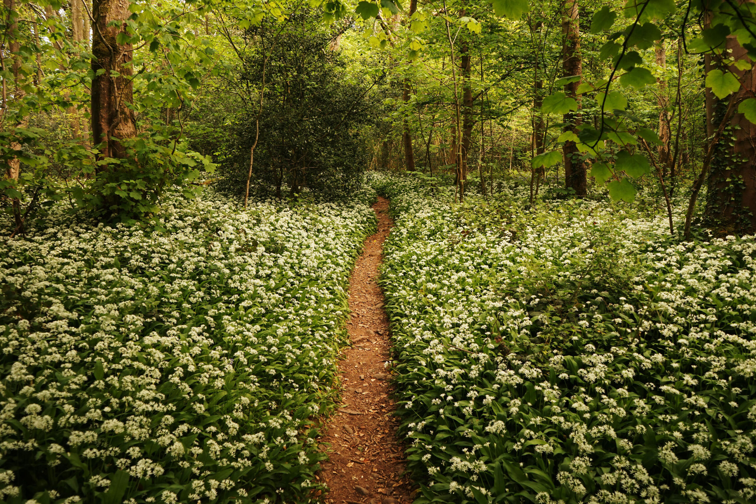 Wild Garlic Pathway Landscape Trust
