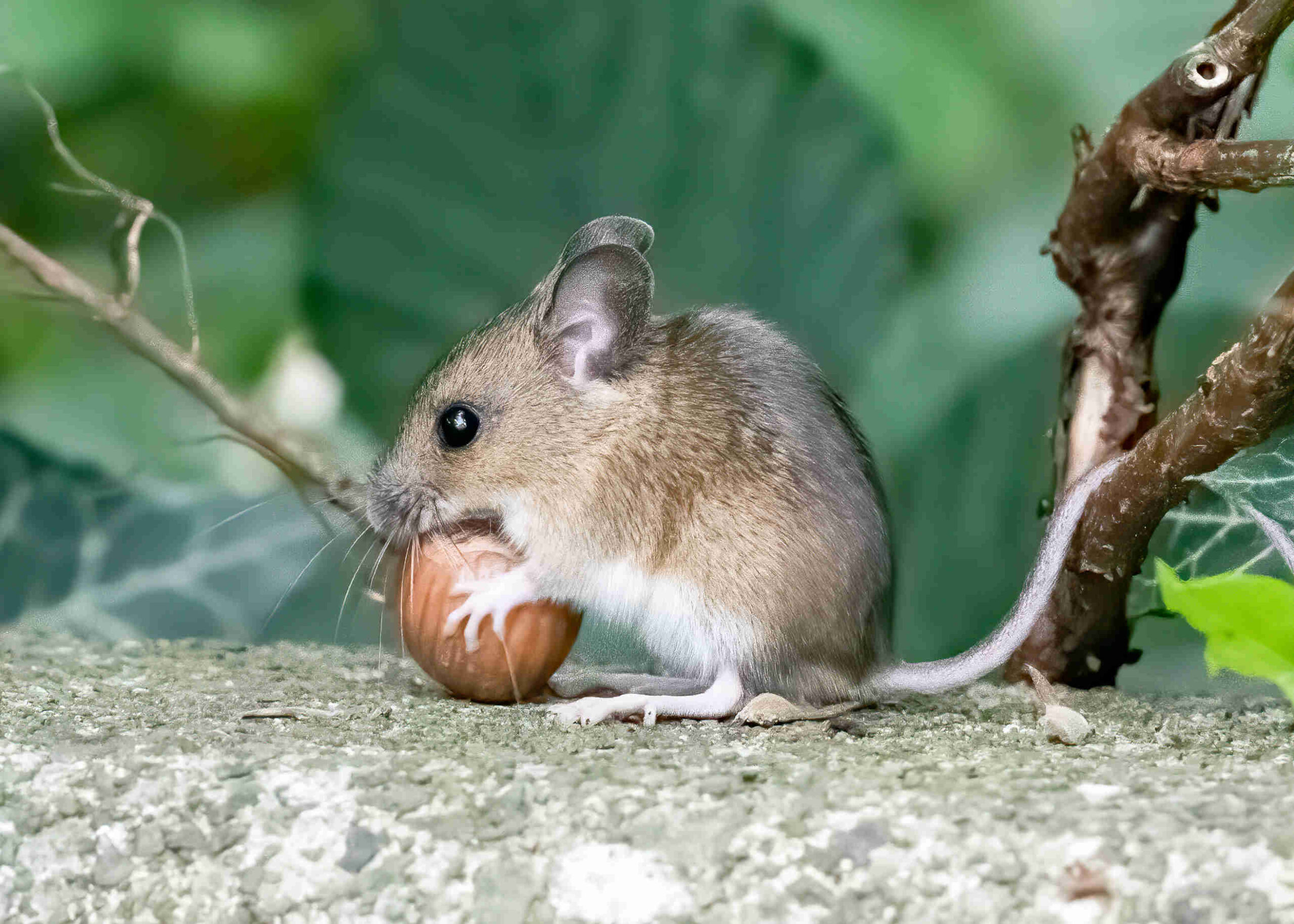 Woodmouse NLWG